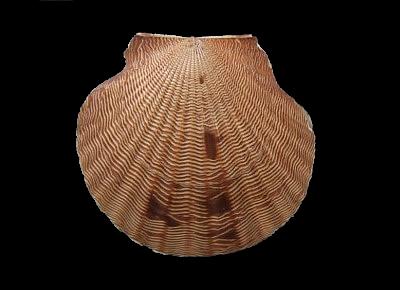 Aequipecten lineolaris