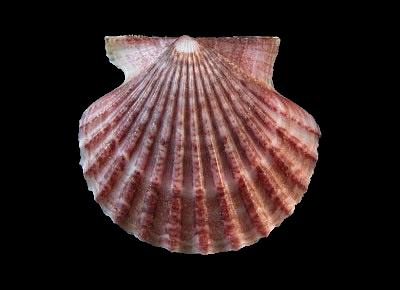 Leptopecten linki