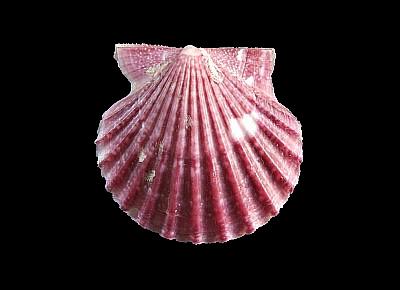 Leptopecten linki