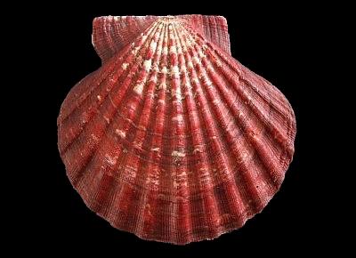 Nodipecten magnificus