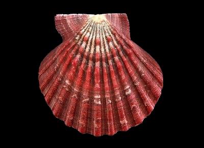 Nodipecten magnificus