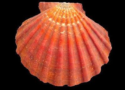 Nodipecten magnificus