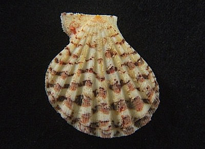 Semipallium marybellae