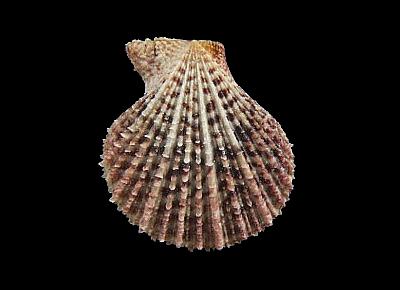 Caribachlamys mildredae