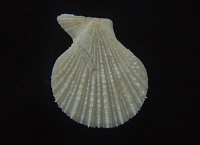 Caribachlamys mildredae