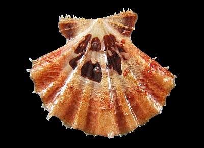 Mirapecten mirificus