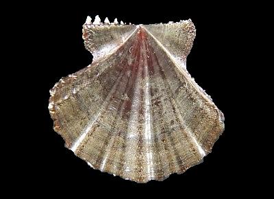 Mirapecten mirificus