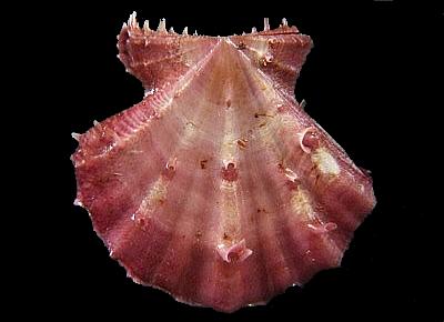 Mirapecten mirificus