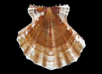 Mirapecten mirificus