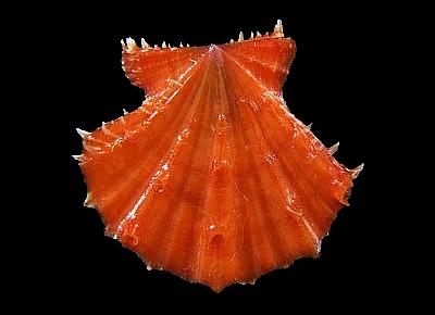 Mirapecten mirificus