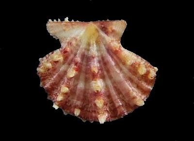 Mirapecten mirificus