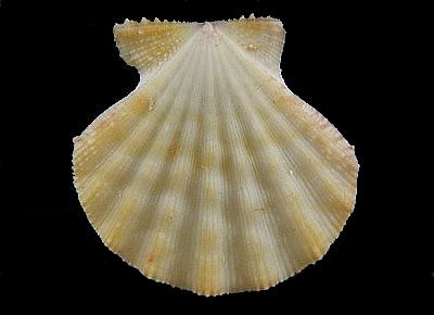 Mirapecten moluccensis