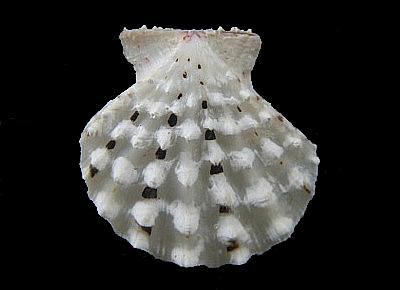 Mirapecten moluccensis