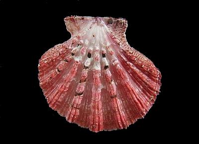 Mirapecten moluccensis