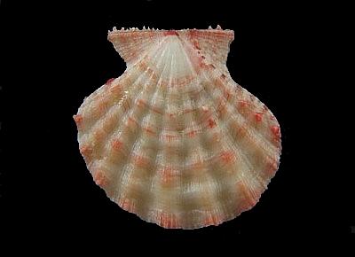 Mirapecten moluccensis