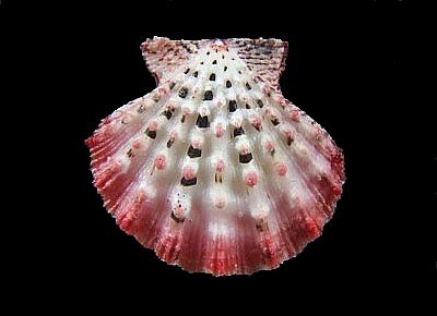 Mirapecten moluccensis