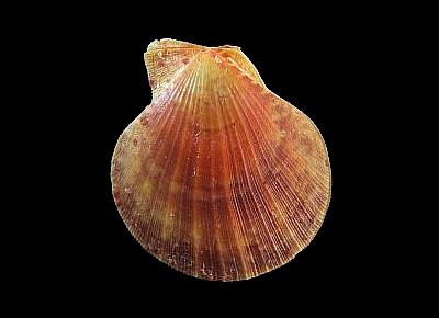 Laevichlamys multisquamata
