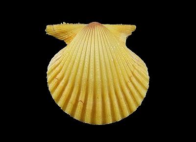 Lindapecten muscosus