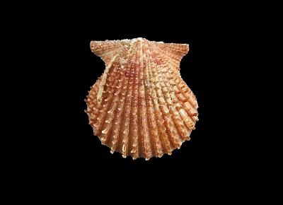 Lindapecten muscosus