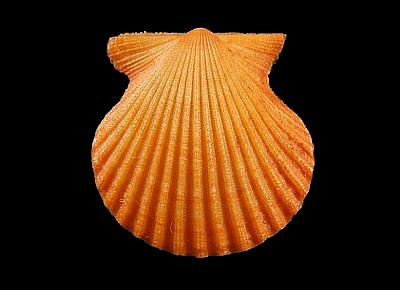 Lindapecten muscosus