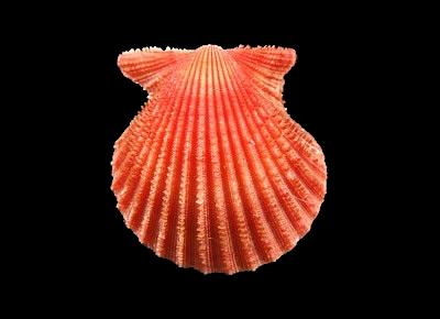 Lindapecten muscosus