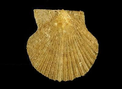 Aequipecten nicklesi