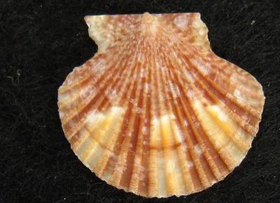 Aequipecten nicklesi