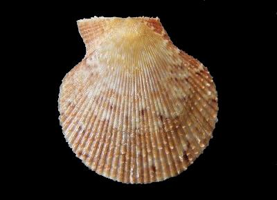 Mimachlamys varia nivea