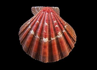 Nodipecten nodosus