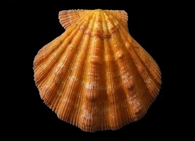 Nodipecten nodosus