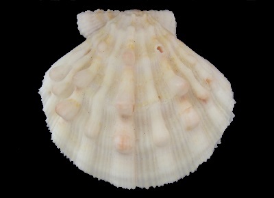 Nodipecten nodosus