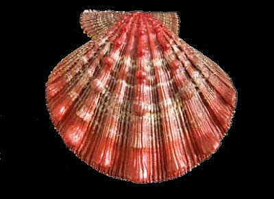 Nodipecten nodosus