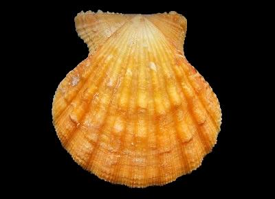 Bractechlamys nodulifera