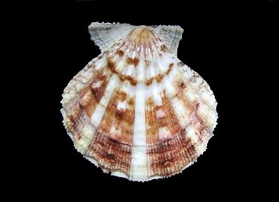 Bractechlamys nodulifera