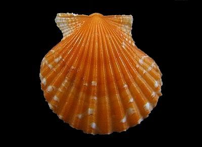 Argopecten noronhensis