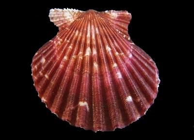 Argopecten noronhensis