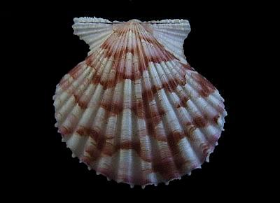 Argopecten noronhensis