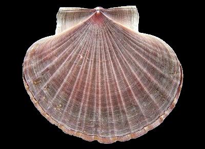 Pecten novaezelandiae