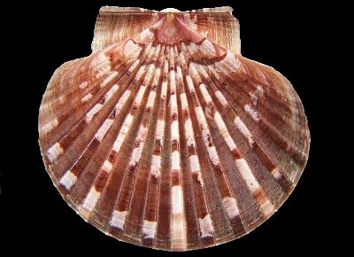 Pecten fumatus