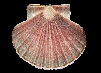 Pecten fumatus