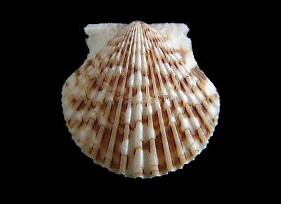 Argopecten nucleus