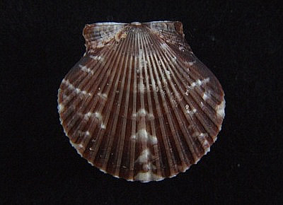 Argopecten nucleus