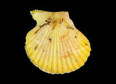 Cryptopecten nux