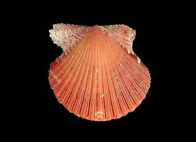 Cryptopecten nux