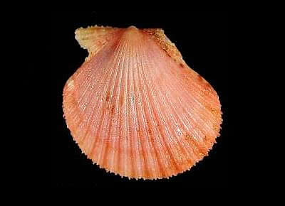 Cryptopecten nux