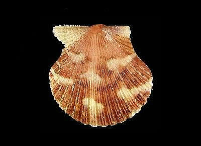 Cryptopecten nux