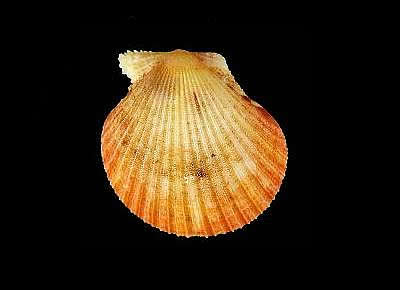 Cryptopecten nux