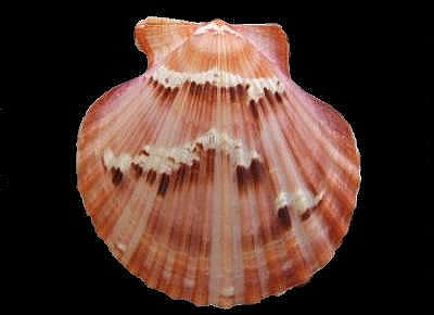 Aequipecten opercularis 1