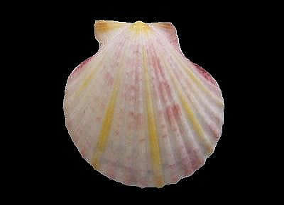 Aequipecten opercularis 3