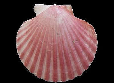 Aequipecten opercularis 4